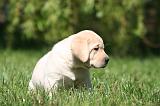 LABRADOR 1149